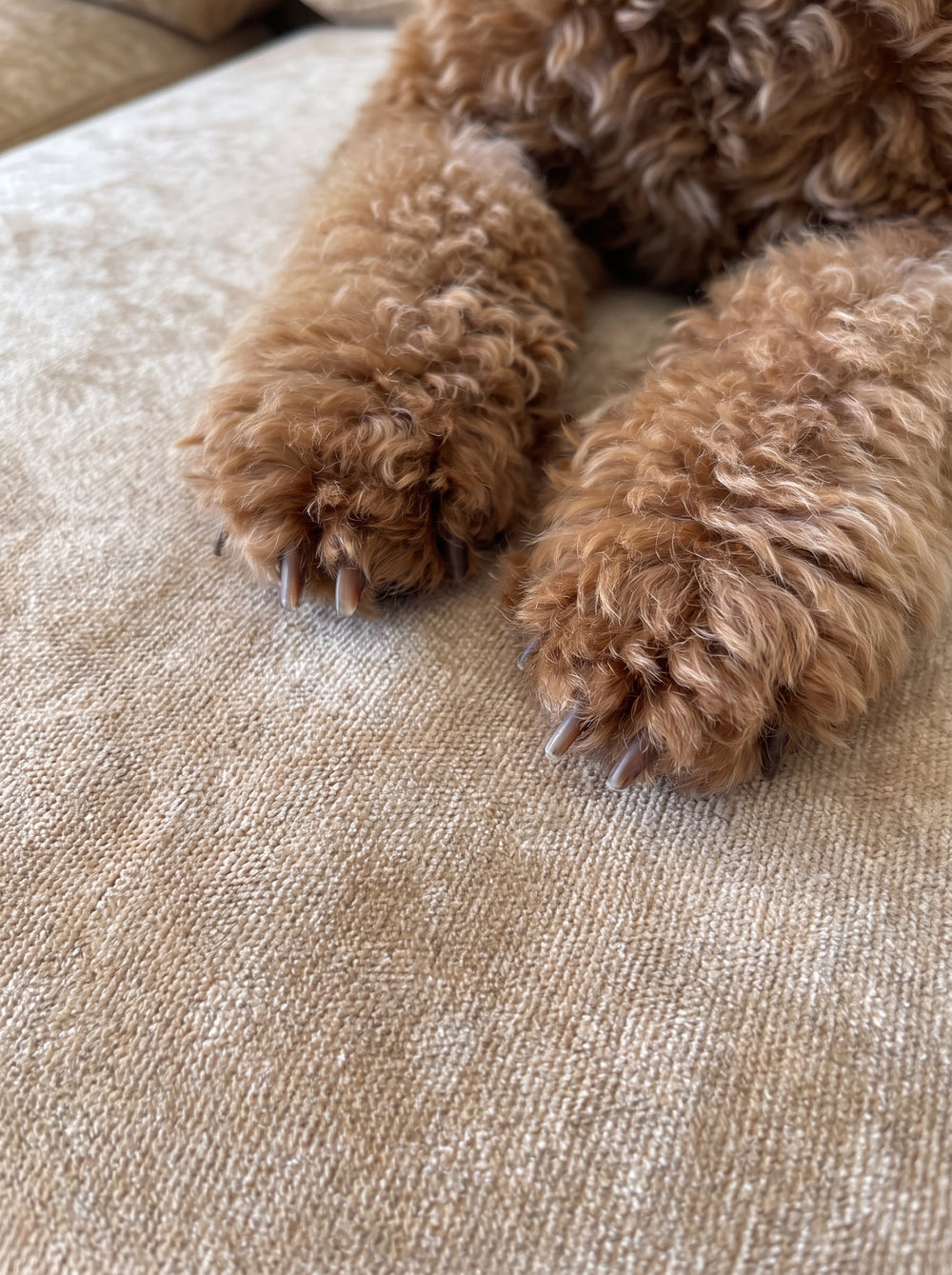 Fur and shedding