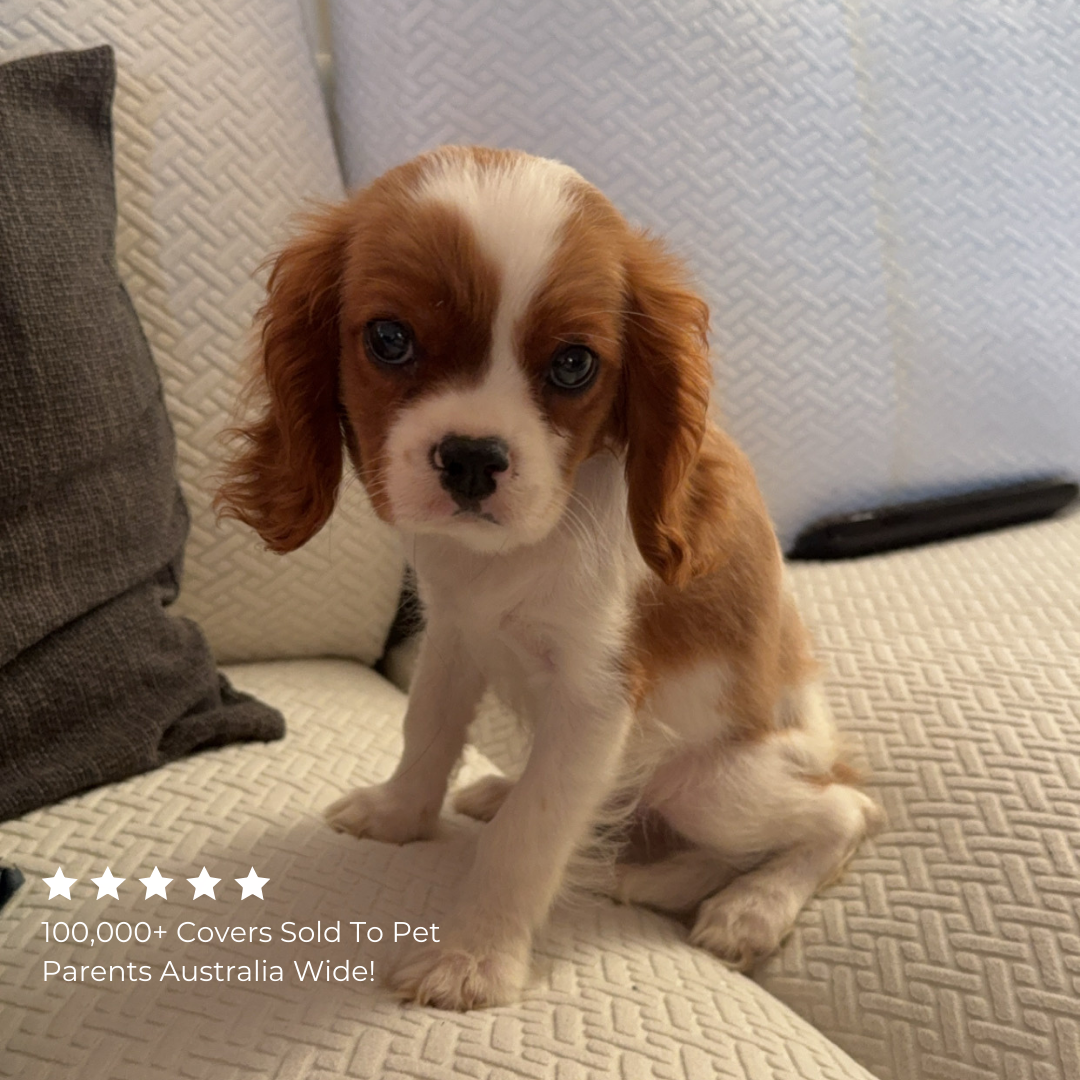 Couch Covers - Classic