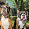 aaron.archie.the.boxers